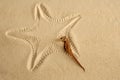 Caribbean sand seahorse over starfish footprint