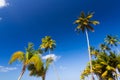 Caribbean scenery with palm trees