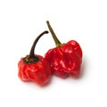 Caribbean or Scotch Bonnet Peppers, Isolated Royalty Free Stock Photo