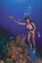 Caribbean Scuba Diving Girl feeding colorful tropical fish Royalty Free Stock Photo