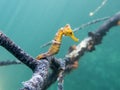 Caribbean Seahorse