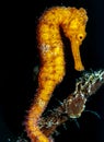 Caribbean seahorse in Roatasn
