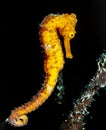 Caribbean seahorse in Roatasn