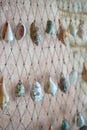 Caribbean Seashell decor, grid and seashells