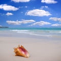 Seashell on the white sandy beach in Dominican Republic.