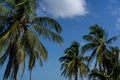 Caribbean Serenity: Azure Skies, Emerald Waters, and Palms Frame a Coastal Paradise