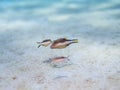 Caribbean sharp-nose puffer, Canthigaster rostrata. CuraÃÂ§ao, Lesser Antilles, Caribbean Royalty Free Stock Photo