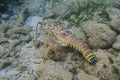 Caribbean spiny lobster Royalty Free Stock Photo