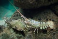 Caribbean spiny lobster Panulirus argus