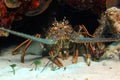 Caribbean Spiny Lobster Royalty Free Stock Photo
