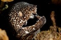 Caribbean spotted moray