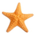 The caribbean starfish. Royalty Free Stock Photo