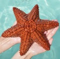 Caribbean starfish