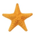Caribbean starfish