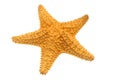Caribbean starfish Royalty Free Stock Photo