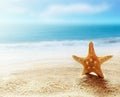 Caribbean starfish over sand beach Royalty Free Stock Photo