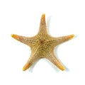 The caribbean starfish on a white background Royalty Free Stock Photo