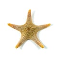 The caribbean starfish on a white background