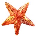 The caribbean starfish on a white background.