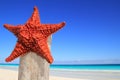 Caribbean starfish on wood pole beach Royalty Free Stock Photo