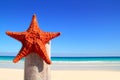 Caribbean starfish on wood pole beach