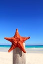 Caribbean starfish on wood pole beach Royalty Free Stock Photo
