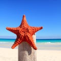 Caribbean starfish on wood pole beach