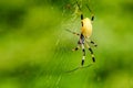 Caribbean tiger spider and spider web Royalty Free Stock Photo