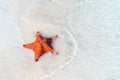 Tropical white sand with red starfish in clear water Royalty Free Stock Photo