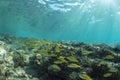 Caribbean tropical reef fish at Cozumel