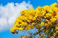 Caribbean trumpet tree Tabebuia aurea, yellow flowers against blue sky - Pembroke Pines, Florida, USA Royalty Free Stock Photo