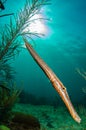 Caribbean trumpetfish Royalty Free Stock Photo