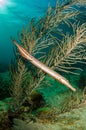 Caribbean trumpetfish