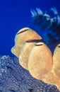 Caribbean tube sponges