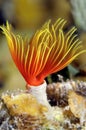 Caribbean tube worm in Roatan