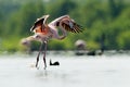 Caribean Flamingo Royalty Free Stock Photo