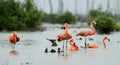 Caribean Flamingo bathing Royalty Free Stock Photo