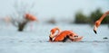 Caribean Flamingo bathing Royalty Free Stock Photo