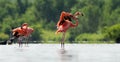 Caribean Flamingo bathing Royalty Free Stock Photo