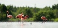 Caribean Flamingo bathing Royalty Free Stock Photo