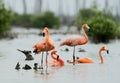 Caribean Flamingo bathing Royalty Free Stock Photo