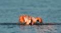 Caribean Flamingo bathing Royalty Free Stock Photo