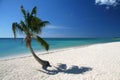 Caribic palm tree