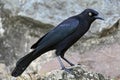 Caribische Troepiaal, Carib Grackle, Quiscalus lugubris