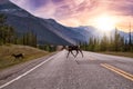 Cariboo family walking on a scenic road during a cloudy morning sunrise Royalty Free Stock Photo