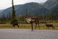 Cariboo family walking on a scenic road during a cloudy morning sunrise. Royalty Free Stock Photo