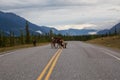 Cariboo family walking on a scenic road during a cloudy morning sunrise. Royalty Free Stock Photo