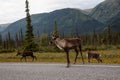 Cariboo family walking on a scenic road during a cloudy morning sunrise. Royalty Free Stock Photo