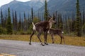 Cariboo peeing on a scenic road during a cloudy morning sunrise