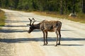 Cariboo on road Royalty Free Stock Photo